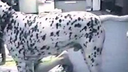 Далматинец всадил стройной цыпе в вагину домашнее зоо порно бесплатно